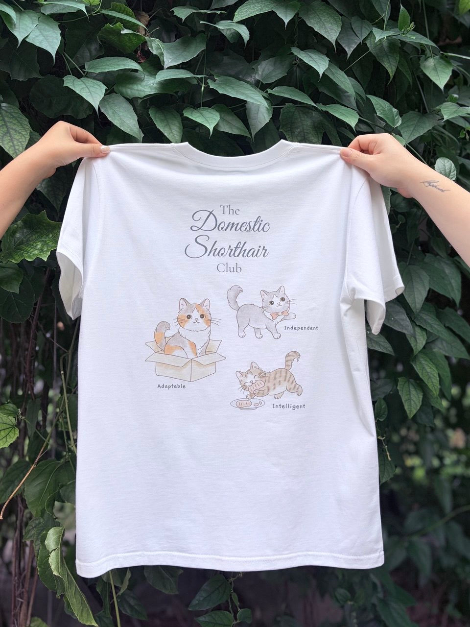 The Domestic Shorthair Club